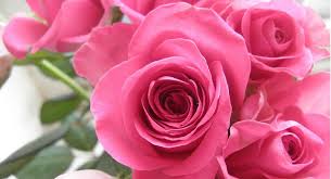 More images for rosas mas hermosas del mundo » Top 5 De Las Flores De Exportacion Mas Bellas De Colombia
