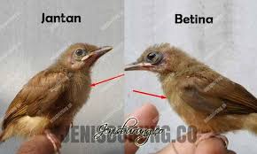 7000 Gambar Burung Jenggot Mini Gambar Id Burung cenderawasih biru merupakan burung langka yang berasal dari tanah papua.
