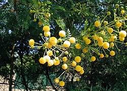 Image result for Acacia karroo