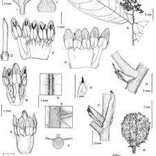 Image result for Rinorea laurentii