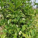 Image result for Colletoecema tortistilum