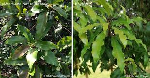 Image result for Faurea