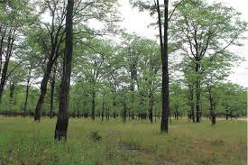 Image result for Siphonochilus parvus