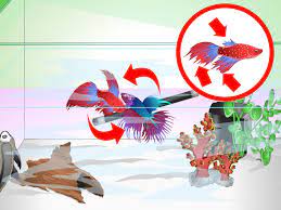 Try to feed your betta at the same time and at the same location every day. How To Have A Happy Betta Fish With Pictures Wikihow