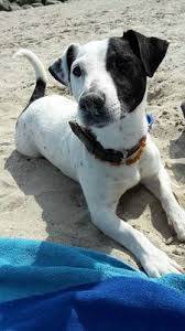 Maybe you would like to learn more about one of these? Paul Jack Russell Terrier Rude Auf Tiere De