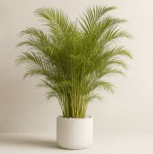 Image result for Dypsis lutescens