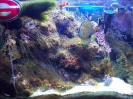 If your having issues with hair. Nuisance Algae Id Guide Reef Cleaners