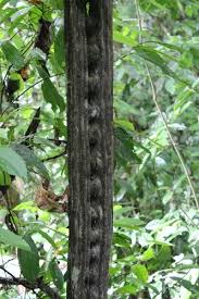 Image result for Entada gigas