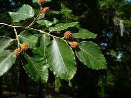 Post Fall Sale Shrubs Trees Partial Sun Shade Wet Soil Aspetuck Land Trust