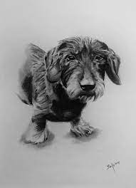 #softpastel #petportrait #tutorialin diesem kurzen video zeige ich euch wie ihr einen verschwommenen hintergrund in softpastell auf velour malen könnt. Hund Zeichnen Lassen Als Realistisches Portrait
