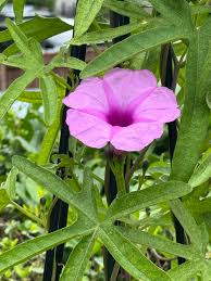 Image result for Ipomoea mauritiana
