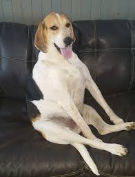We did not find results for: 790 Dogs Ideas In 2021 Dogs I Love Dogs Puppies