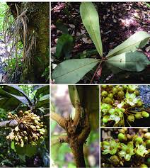 Image result for Englerophytum