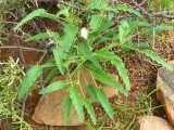 Image result for Monsonia glauca