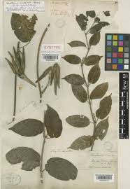 Image result for Marsdenia