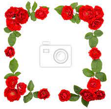 „rote rosen gehört zu den meistgeschauten telenovelas im deutschen fernsehen. Rote Rose Weissen Hintergrund Kranz Girlande Blume Natur Schonheit Fototapete Fototapeten Nubes Girlande Kranz Myloview De