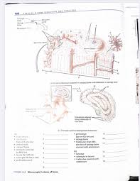 Compact bones are the hard exterior, while spongy bones are the porous interior structures of bone tissue. Solved Please Help Me Identify Thisplease Identify The Di Chegg Com