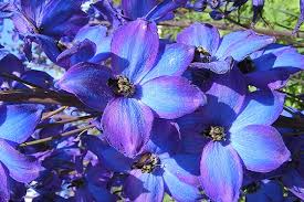 We did not find results for: Cut Flowers That Last Interflora