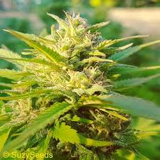 Check spelling or type a new query. End Of The Flowering Stage Cannabis How To Grow Suzyseeds