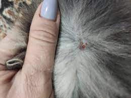 korosty na shee u koshki besplatnaya konsultaciya veterinara pitomcy mail ru