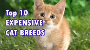 Cats are indeed wonderful animals. Top 10 Most Expensive Cat Breeds In The World 2019 Youtube