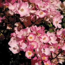 Ballerina Hybrid Musk Rose At Jackson Perkins Musk Rose Rose Tea Roses