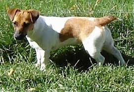 jack russell terrier dog breed information and pictures