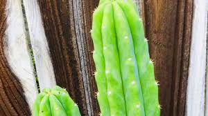 Rooting san pedro cactus, identify san pedro cactus, san pedro growing. Update Damaged San Pedro Cactus And Talavera Crab Debut Youtube
