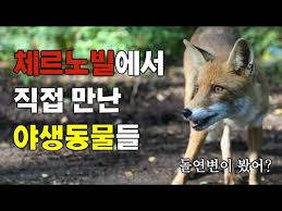 30년후 체르노빌 고방사능 오염지점인 프리피야트의 방사선량은 0.18 ~ 39.32 μsv/h다. ì²´ë¥´ë…¸ë¹Œì— ë°©ì‚¬ëŠ¥ ëŒì—°ë³€ì´ê°€ ìžˆëƒê³  Youtube