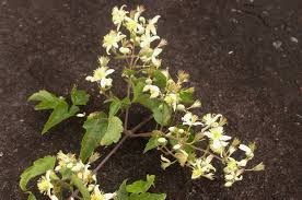 Image result for Clematis brachiata
