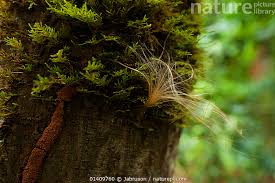 Image result for Funtumia elastica