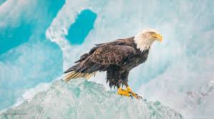 We did not find results for: Bald Eagle On Ice Ultra Hd Wallpaper Jpg Desktop Background