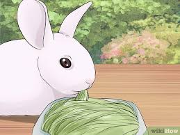 How to take care of baby cottontail rabbits? How To Care For Newborn Rabbits 11 Steps With Pictures