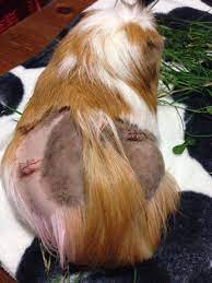 Guinea pigs are fun animals to keep as pets. Any Hair Loss Needs To Cavy Savvy Guinea Pig Community Facebook