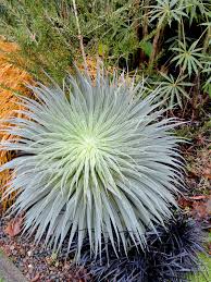 Image result for Echium