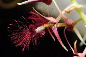 Image result for Bulbophyllum saltatorium
