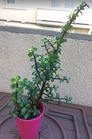 Portulacaria Afra Elephant Bush Care Types And Propagation Jade Plants Plants House Plant Care