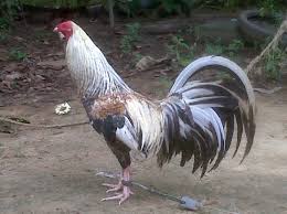 Check spelling or type a new query. Ayam Ayam Aduan Bali