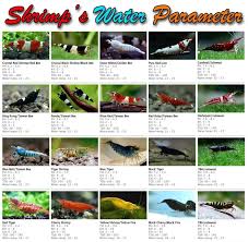 Water Parameters Needed For Shrimp Breeding Temperature Kh Ph In 2020 Freshwater Aquarium Shrimp Shrimp Tank Aquarium Fish