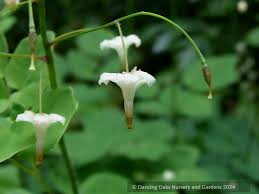 Image result for Blyxa hexandra