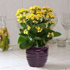 There Are Poisonous Houseplants For Dogs And Cats Some Are Mildly Poisonous And Some Are Fatal It Is B Kalanchoe Blossfeldiana Blooming Plants Indoor Flowers