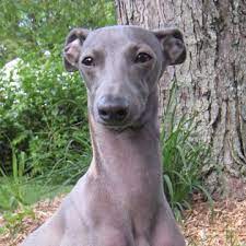 And they can come in a wide range. Italian Greyhound Italian Greyhound