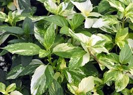 The essential oil comes from the aerial parts of the plant (everything above the ground). Mentha Piperita Peppermint And Variegated Peppermint Plants Organic Peppermint