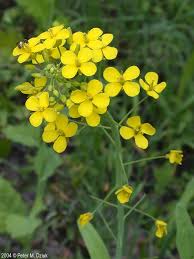 Image result for Brassica rapa