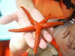 Estrella De Mar Foto Tomada En El Parque Nacional Laguna De La Restinga Venezuela Vegetables