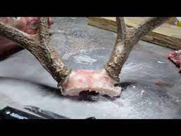 More images for how to cut deer antlers » Removing The Antler Skull Plate 01 18 19 Youtube