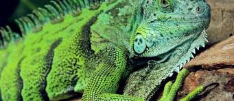Most just end up emaciated and die. What Do Lizards Procrastination And Permaculture Principles Have To Do With Your Brain Part 1 Pet Lizards Iguana Pet Green Iguana