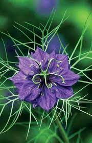 Nigella Love In The Mist Lust In The Dust Higgledy Garden