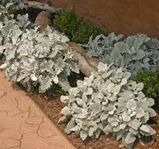 Here, the story of tagetes takes both directions at a fork in the road. Dusty Miller Senecio Cineraria Wisconsin Horticulture
