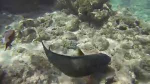 Underwater video of some snorkeling done in hanauma bay nature preserve on the hawaiian island of oahu. Snorkeling Hanauma Bay Oahu Hawaii Underwater Fish Gopro April 2014 Youtube